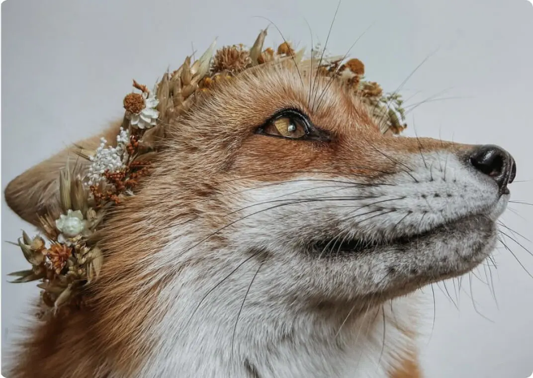 juniper fox social instagram influencer